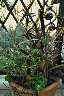 DSC_1807.jpg