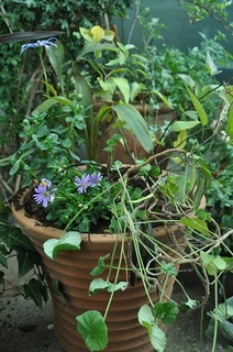 DSC_1811.jpg
