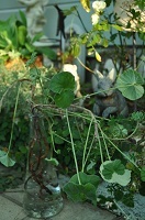DSC_1838.jpg