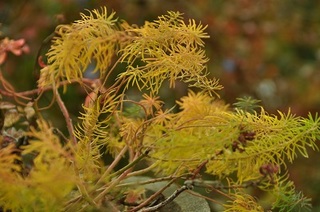 DSC_1878.jpg