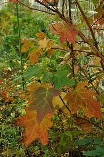 DSC_1898.jpg