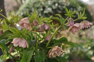 DSC_2322.jpg