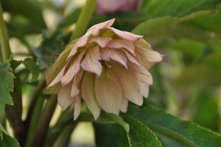 DSC_2324.jpg