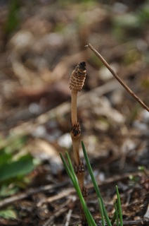 DSC_2359.jpg
