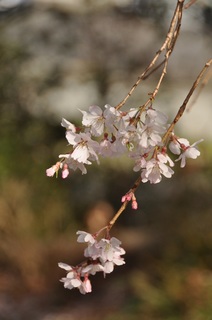 DSC_2414.jpg