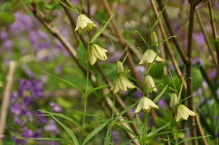 DSC_2649.jpg