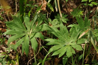 DSC_2712.jpg